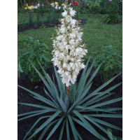 Юкка Нитчатая (Yucca filamentosa)